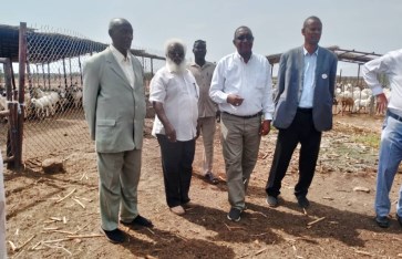 تجربة شركة سكر كنانة في تربية الأبقار