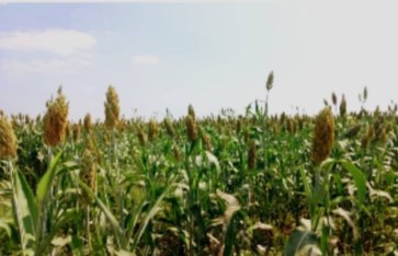زراعة 284 فداناً بالذرة والسمسم في شرق الجزيرة