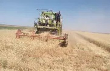 العروة الشتوية