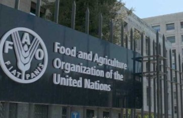 الفاو