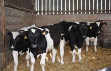 تطعيم ماشية