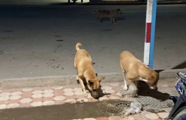 الكلاب الضالة