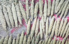 بنقو - أرشيفية