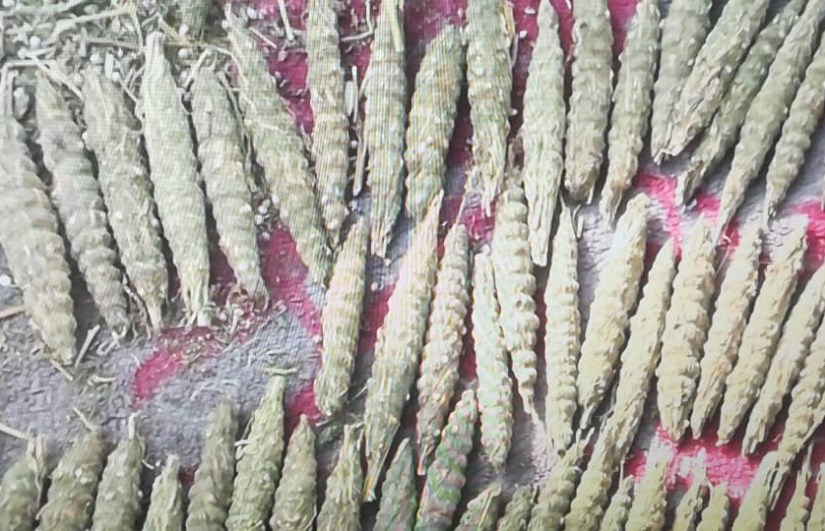 بنقو - أرشيفية