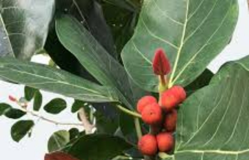 اشجار نافعة