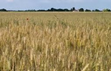 زراعة القمح