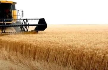 زراعة القمح