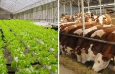 الثروة الحيوانية