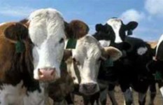 الحميد القلاعية 