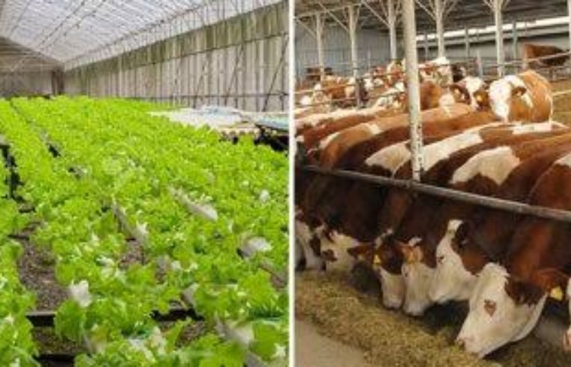 الثروة الحيوانية