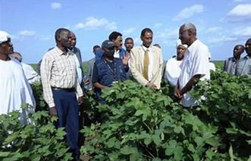 زراعة في السودان ارشيفية