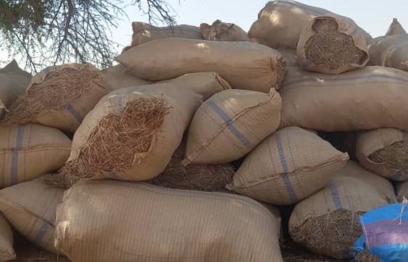  جمع بذور الحشائش