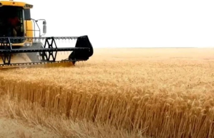 زراعة القمح