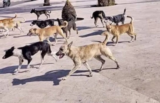هجمات الكلاب الضالة