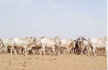 الخرطوم تفقد 80% من ثروتها الحيوانية.. ومطالب بتدخل اتحادي عاجل