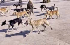 هجمات الكلاب الضالة