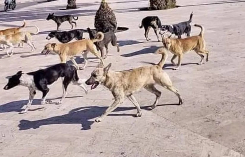 هجمات الكلاب الضالة