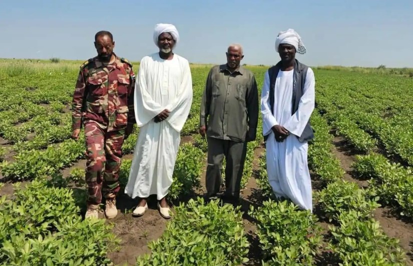 مدير الإنتاج بسنار: زراعة 35 ألف فدان من القطن والفول والذرة بمشروع الوفاق الزراعي