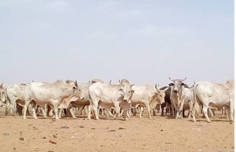 الخرطوم تفقد 80% من ثروتها الحيوانية.. ومطالب بتدخل اتحادي عاجل
