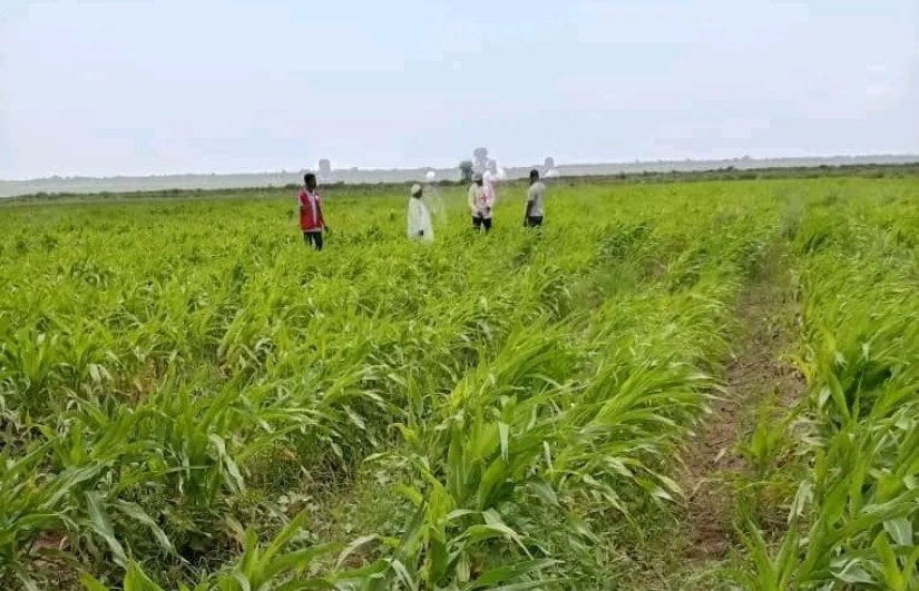 البنك الزراعي السوداني يمول 95% من المتقدمين بفرع حلفا الجديدة