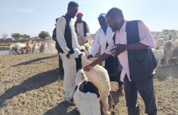 حملة تطعيم مجانية تستهدف 167 ألف رأس من الماشية في سنار