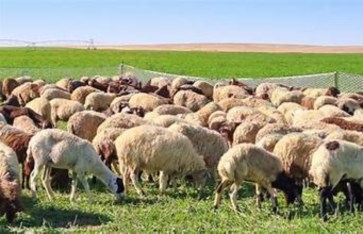 انتاج حيوانى