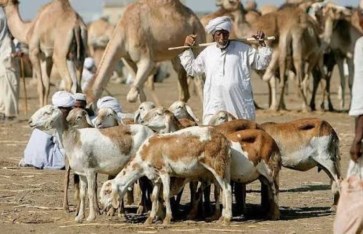 صادرات الماشية