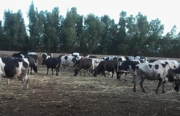 تمويل الماشية