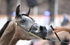 سباق بطولة الفرسان