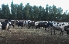 تمويل الماشية