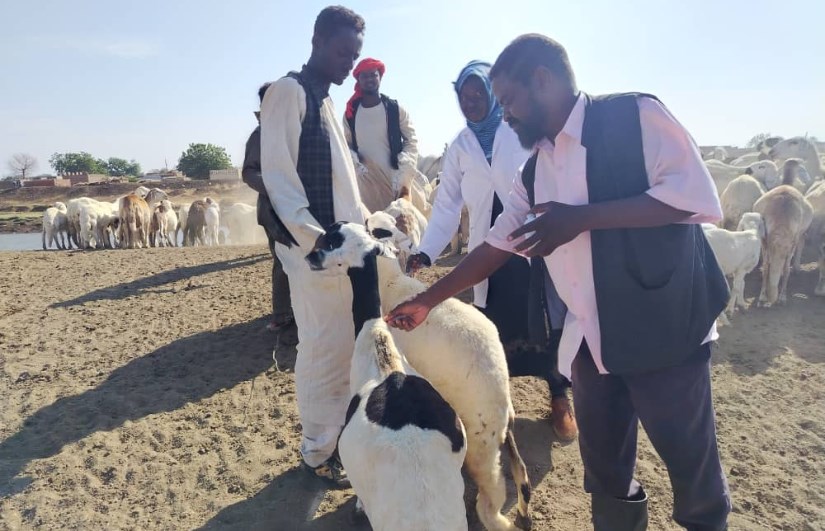 حملة تطعيم مجانية تستهدف 167 ألف رأس من الماشية في سنار