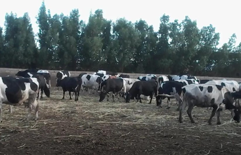 تمويل الماشية