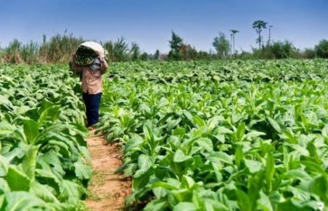 انتشار زراعة التبغ