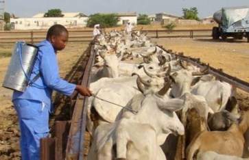  الثروة الحيوانية 