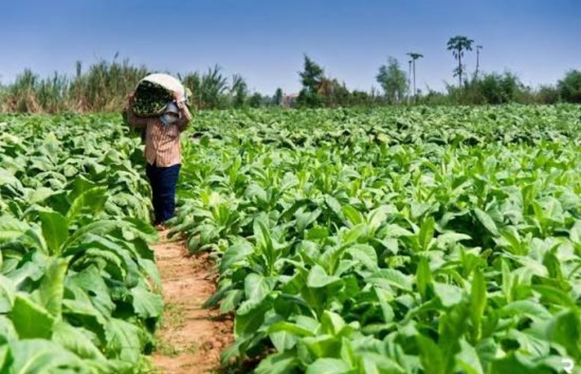 انتشار زراعة التبغ