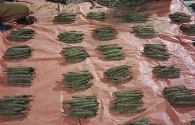 مخدر البنقو