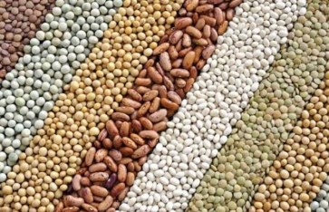 التقاوي المحسنة