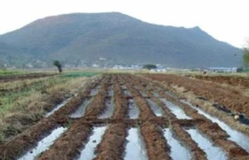 السليت الزراعي