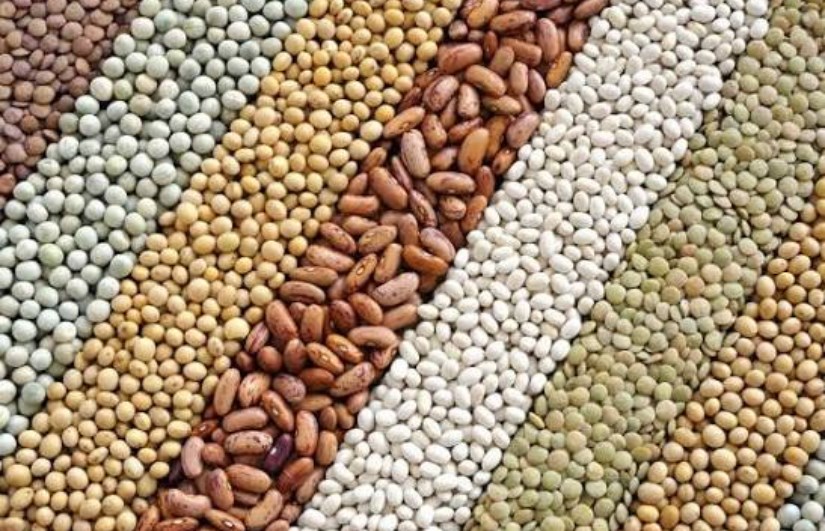 التقاوي المحسنة