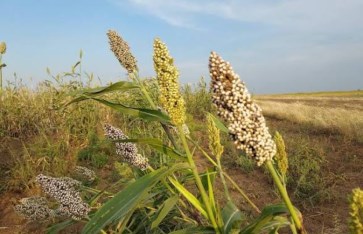 الموسم الزراعي صورة أرشيفية