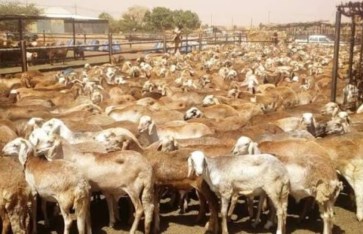حماية الثروة الحيوانية