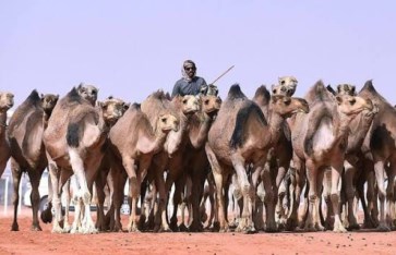 إناث الإبل