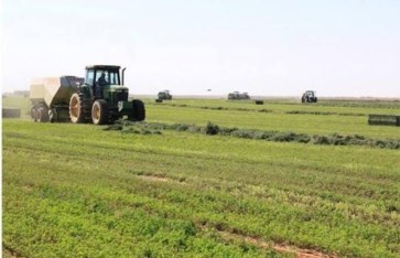 صورة أرشيفية زراعة 